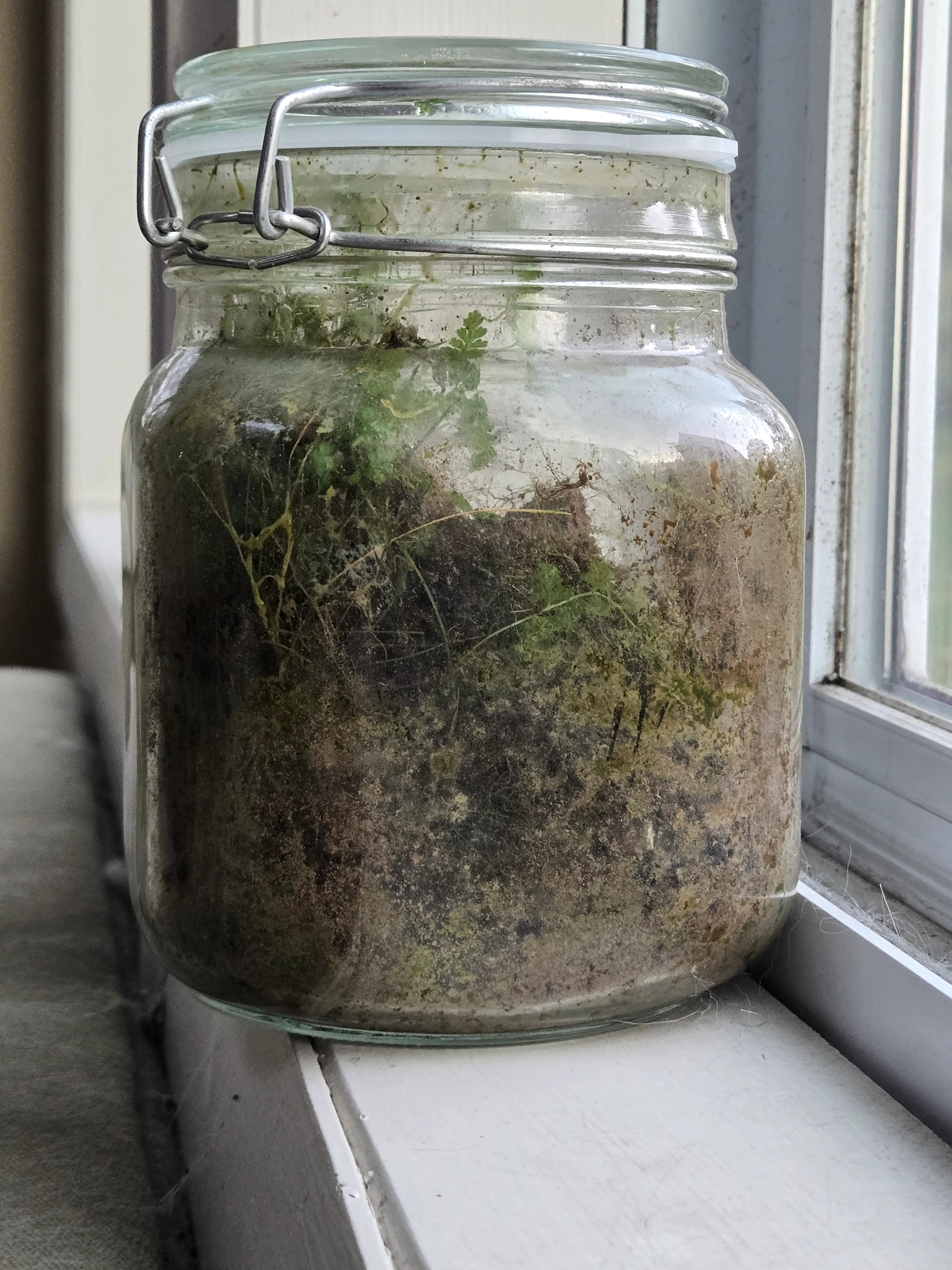 Pudgy in October 2025