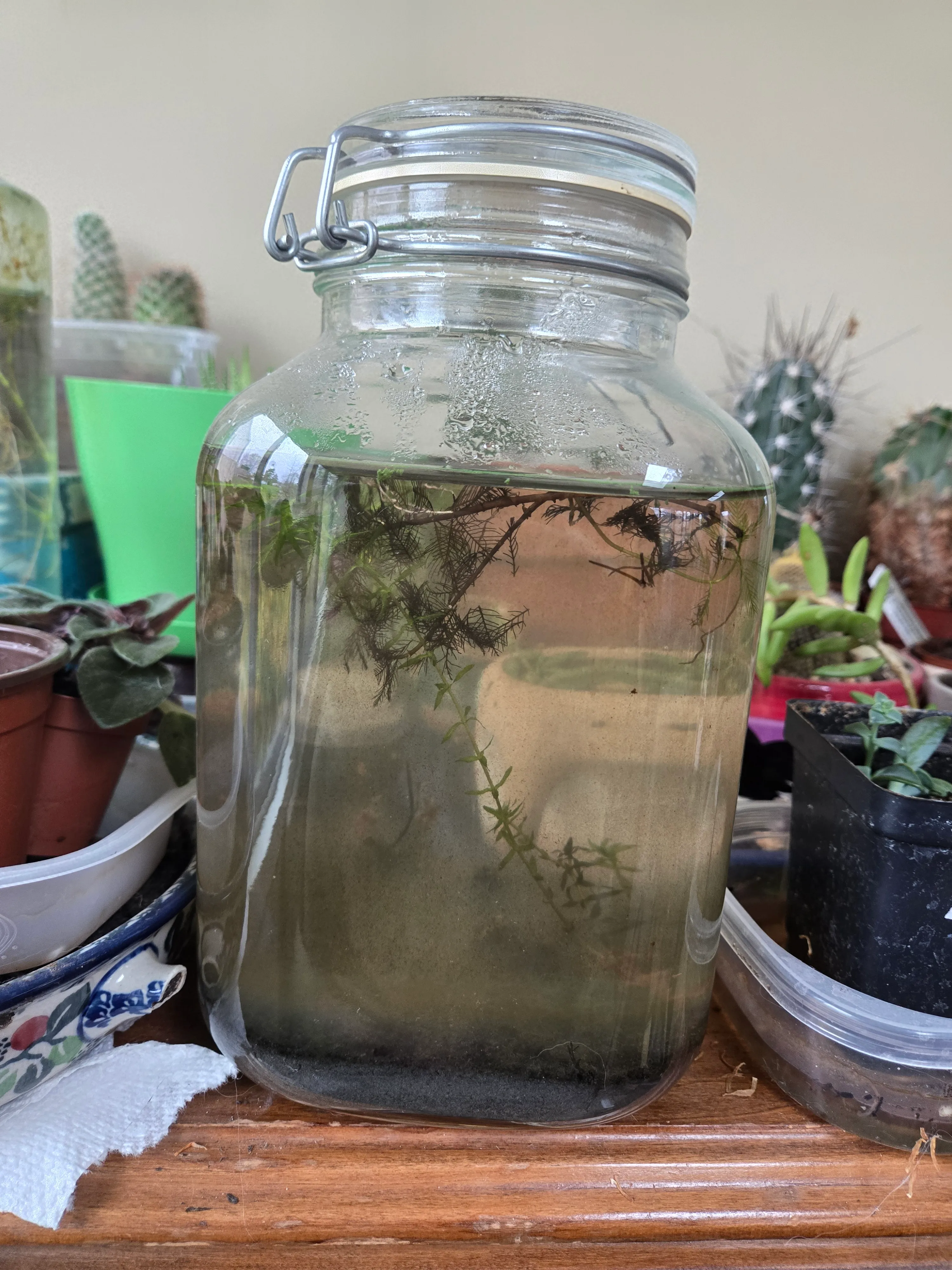 Griffin in November 2025