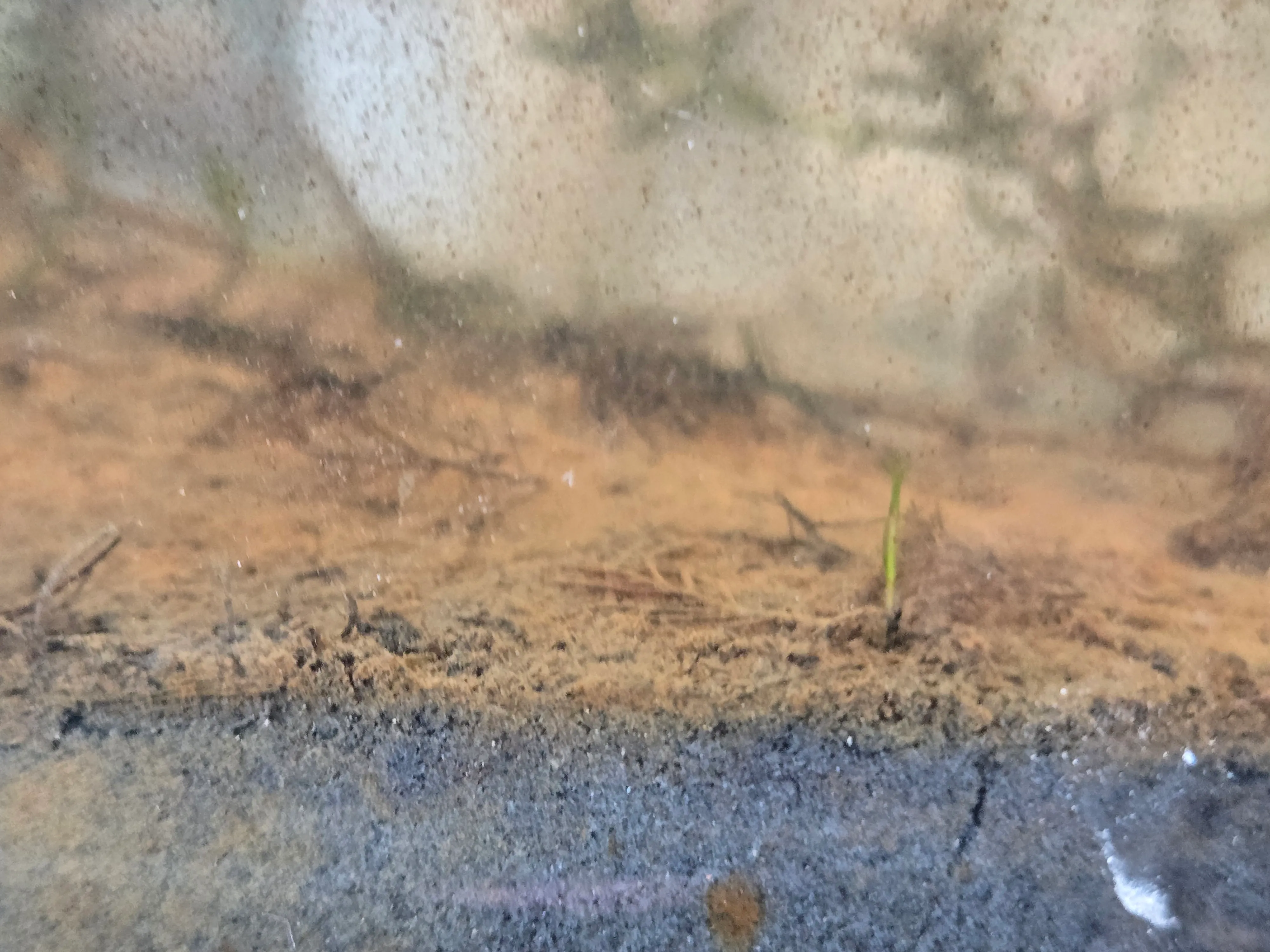 Griffin in December 2025