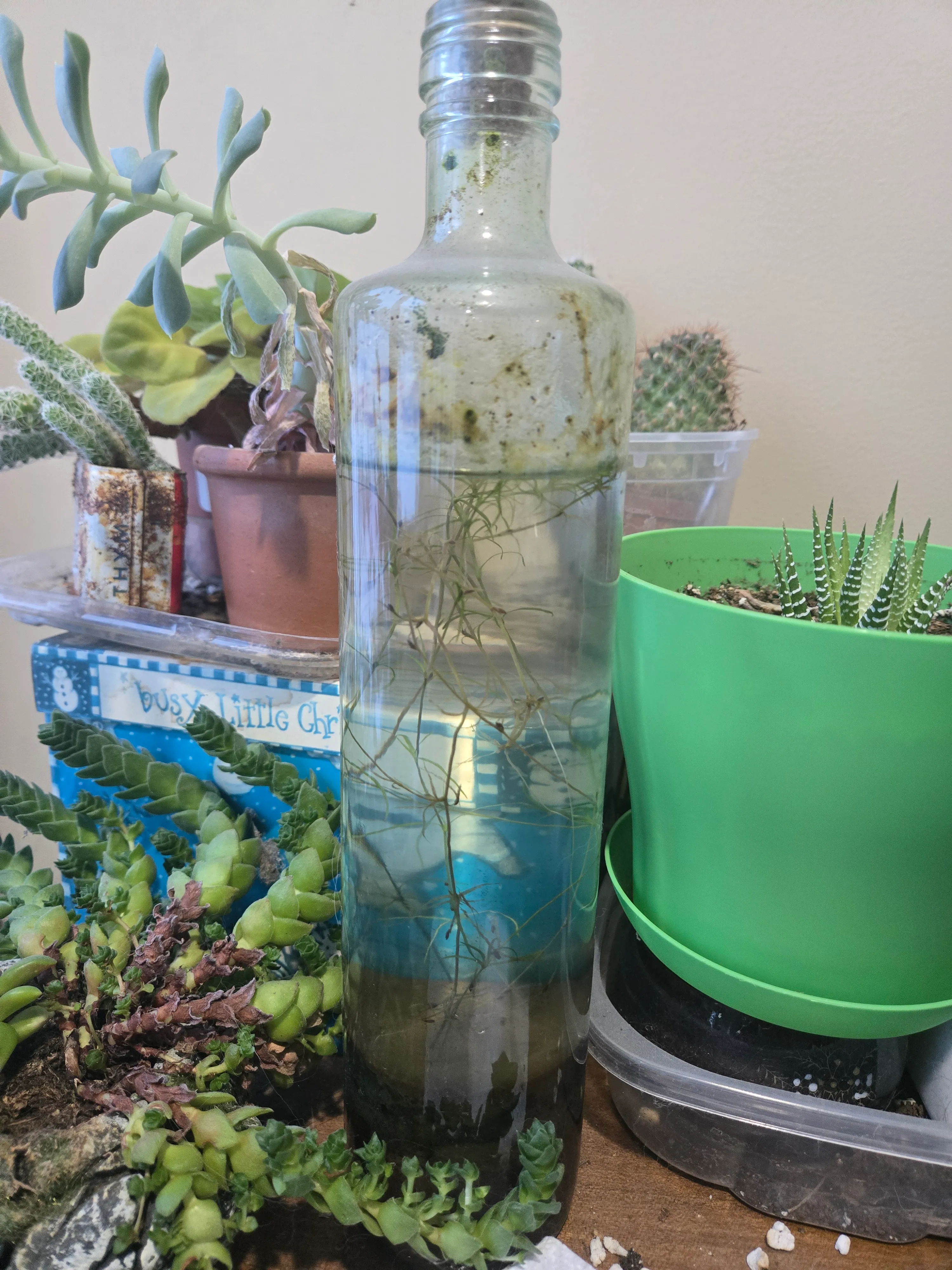 Voga in December 2025