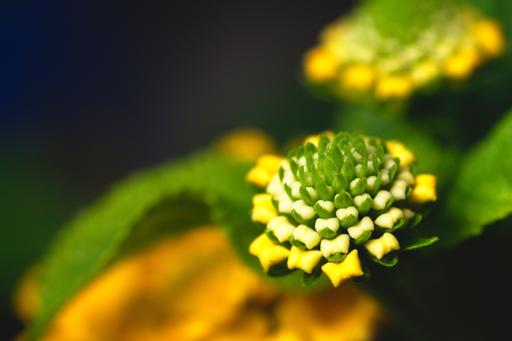 A summertime Lantana flower at the Penn State arboretum, just before blooming. Shot with a Tokina 100mm f/2.8 macro.