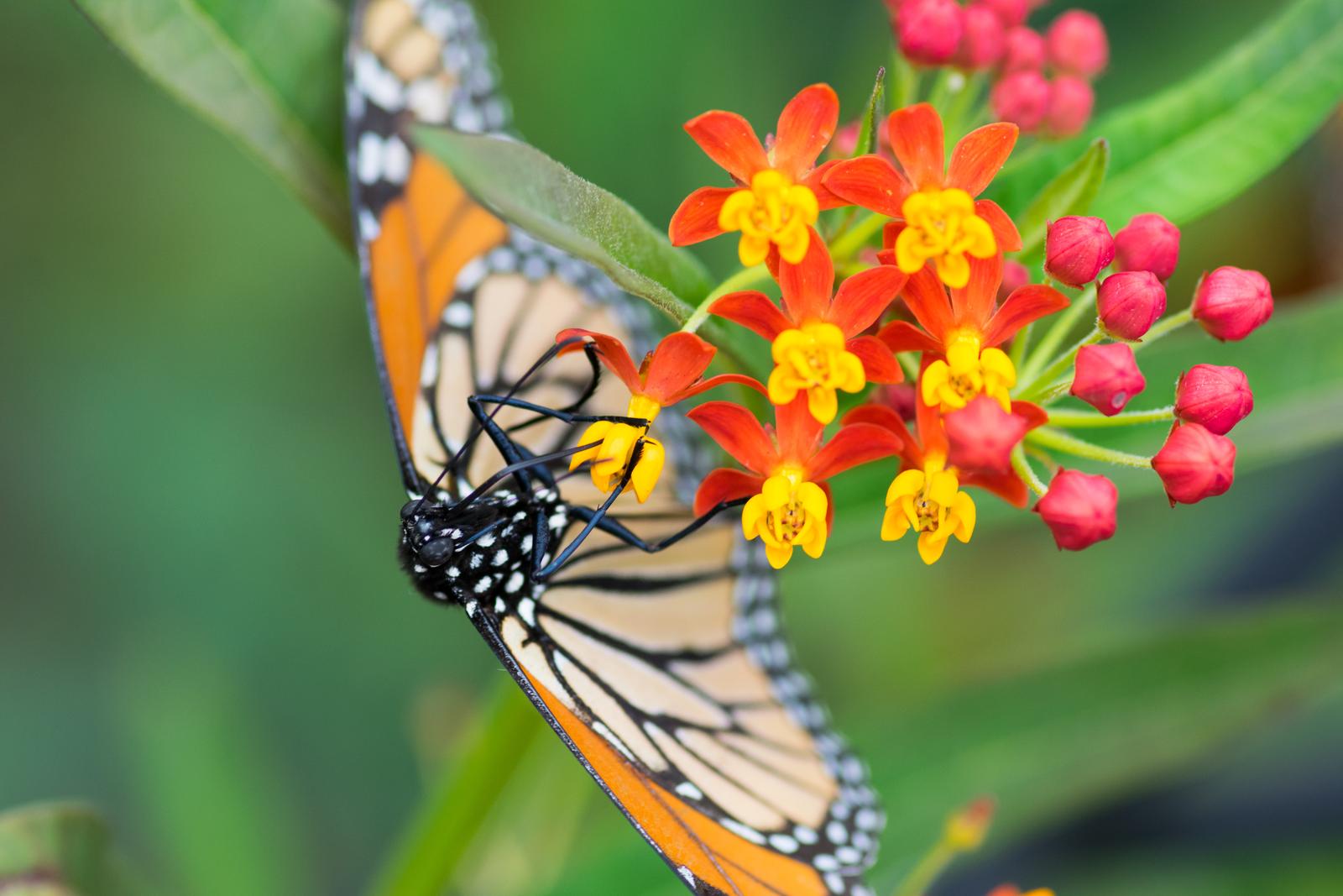 A beautiful Monarch butterfly feeding on some flowers.