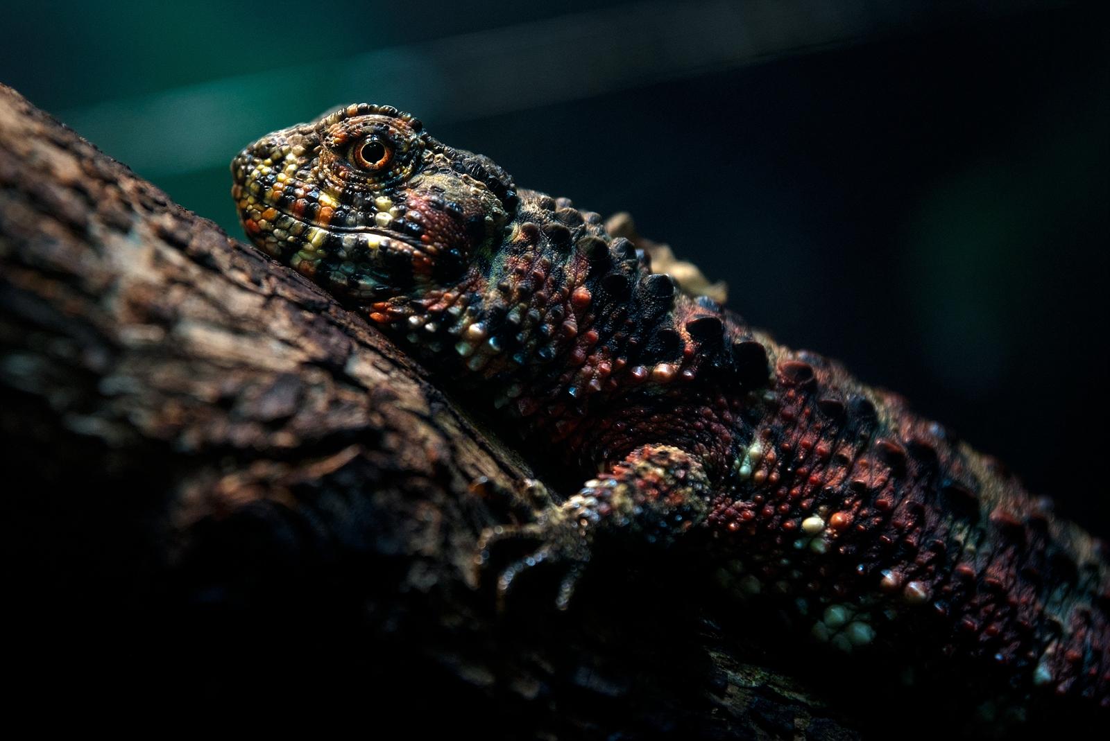 Philly Reptile