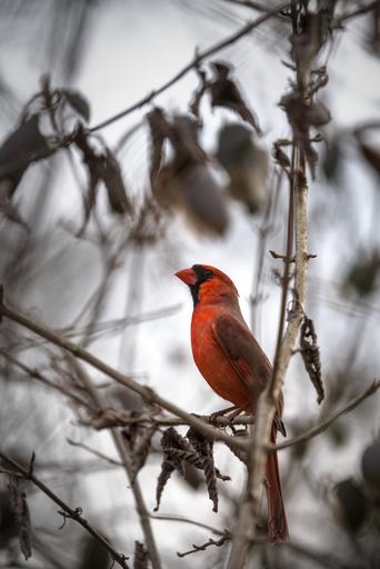 At the Smithsonian Zoo in Washington, DC, a Cardinal sits in a nearby tree. Funny enough, my best picture from that day wasn't a zoo animal!