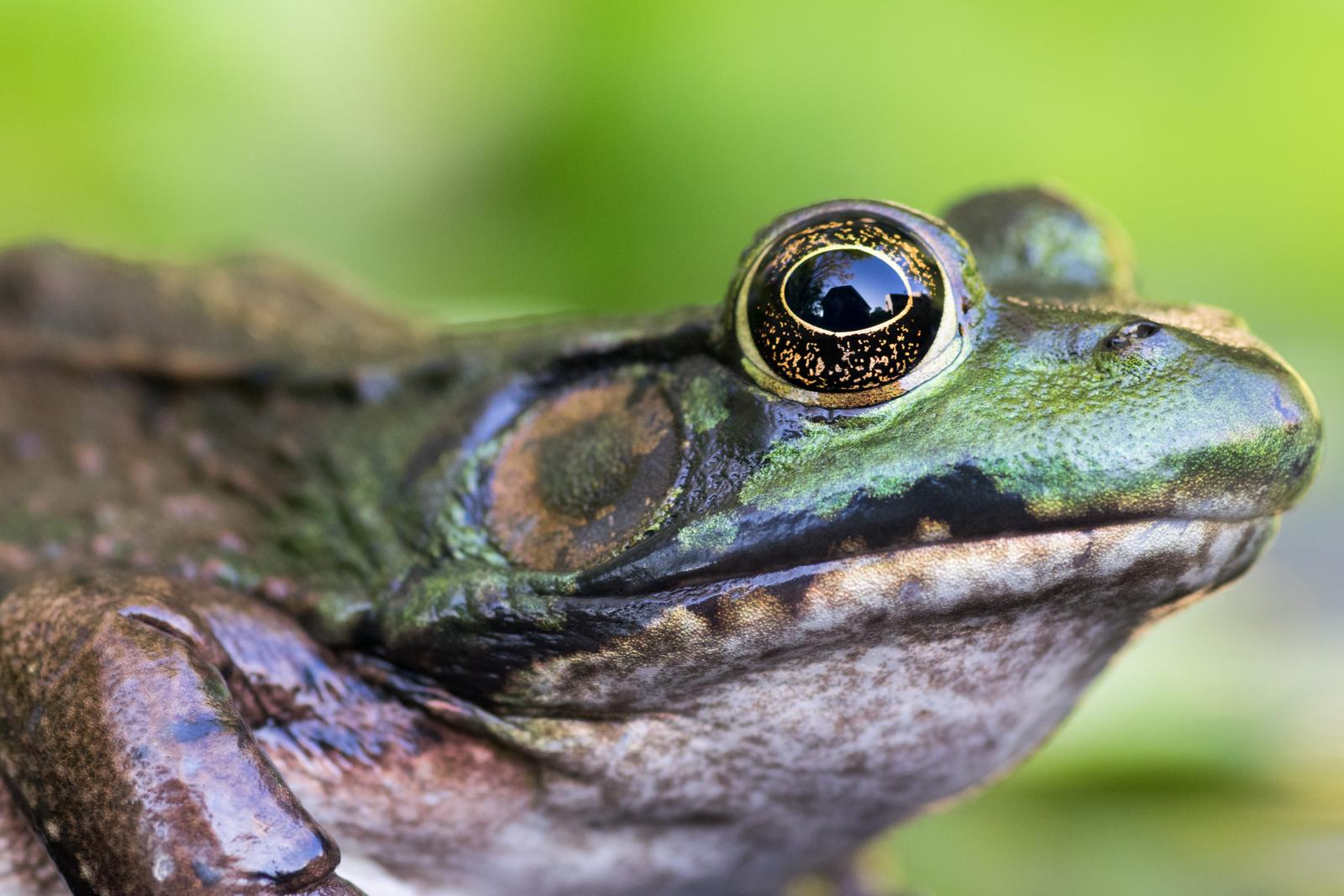 The common bullfrog. Shot manual focus with the Tokina 100mm macro.
