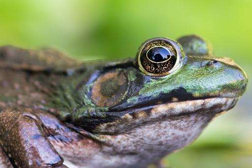 The common bullfrog. Shot manual focus with the Tokina 100mm macro.