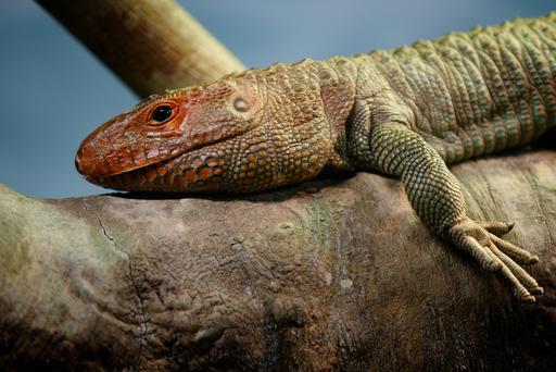 Philly Reptile 2